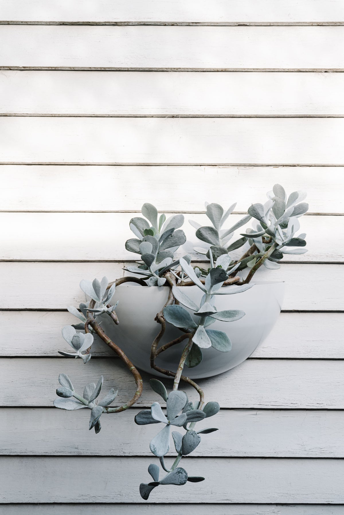 Wall Planter
